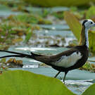 Jacana à longue queue