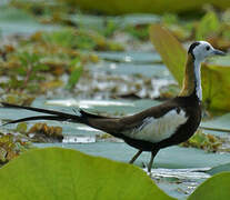 Jacana à longue queue