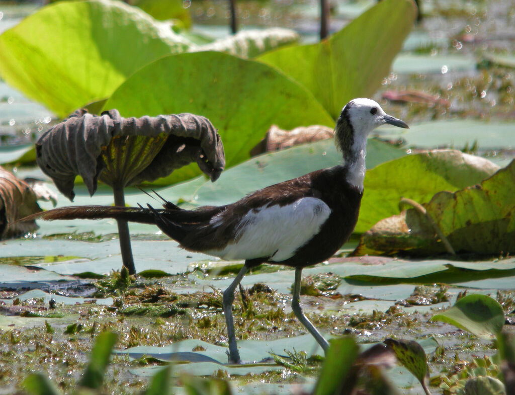 Pheasant-tailed Jacana