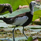 Jacana à longue queue