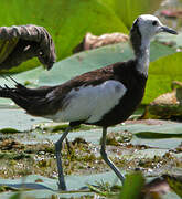 Jacana à longue queue