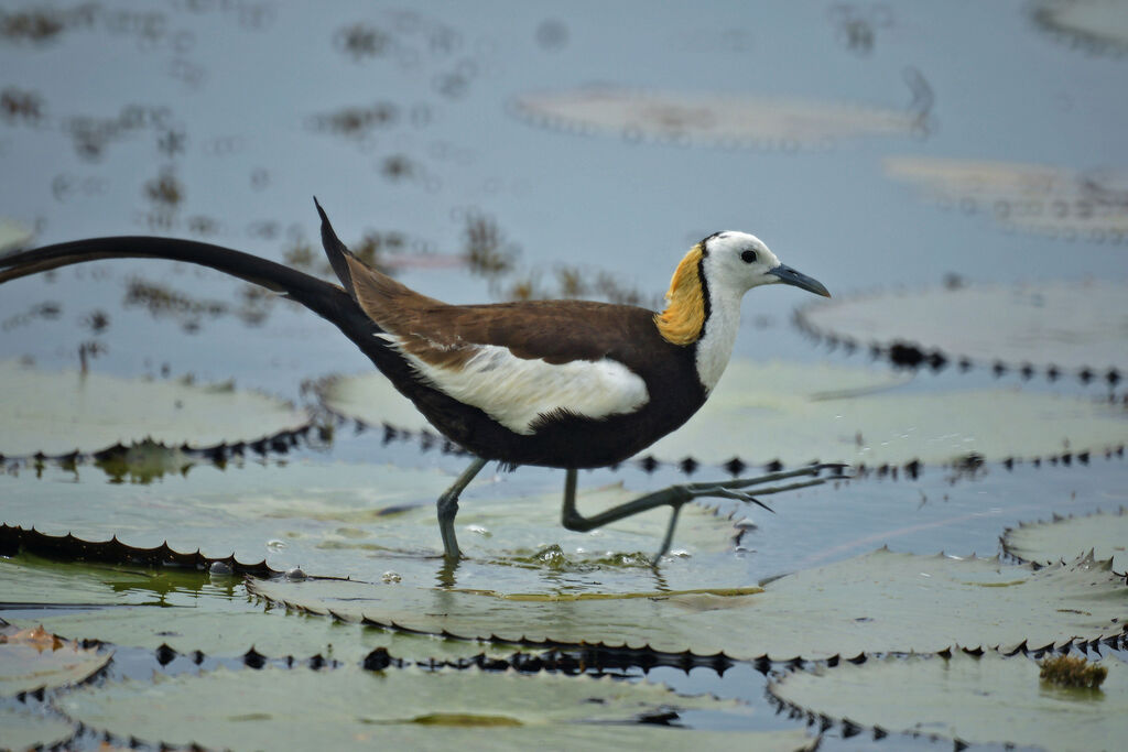 Jacana à longue queue, identification