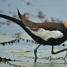 Jacana à longue queue