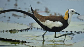 Pheasant-tailed Jacana