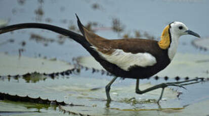 Jacana à longue queue