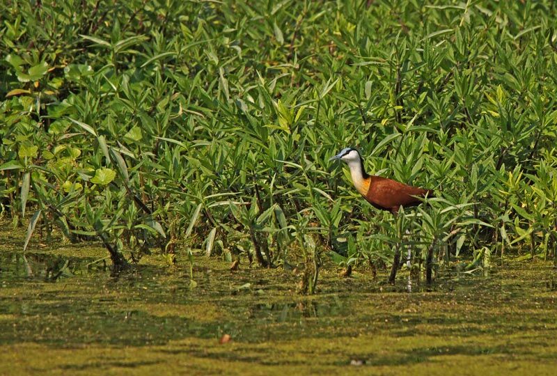 Jacana à poitrine dorée