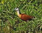 Jacana à poitrine dorée