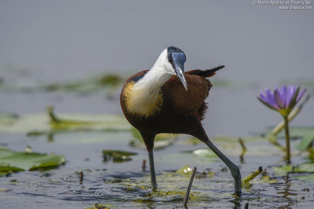 Jacana à poitrine dorée