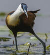 Jacana à poitrine dorée