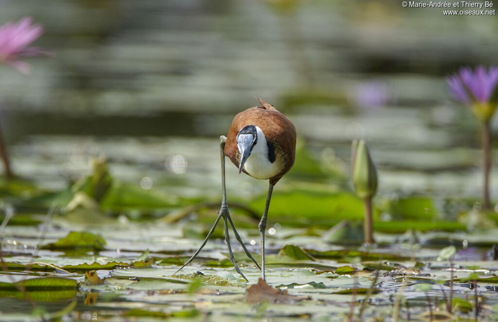 Jacana à poitrine dorée