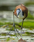 African Jacana