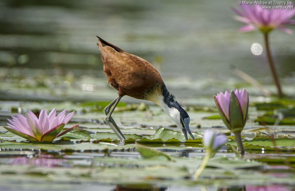 African Jacana