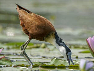 Jacana à poitrine dorée