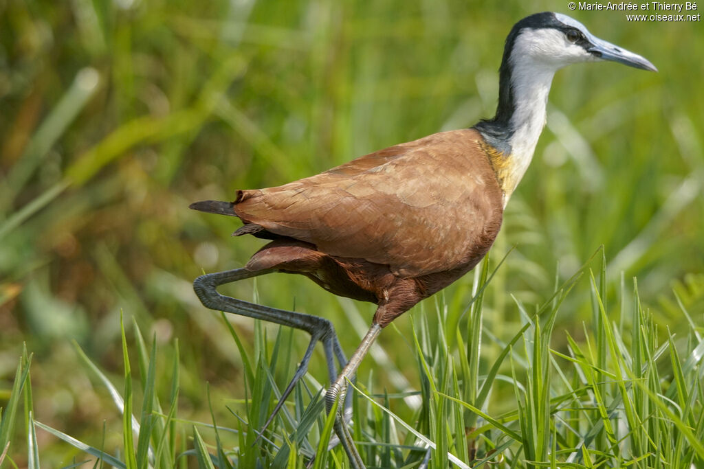 Jacana à poitrine dorée