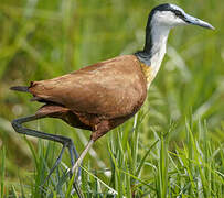 Jacana à poitrine dorée