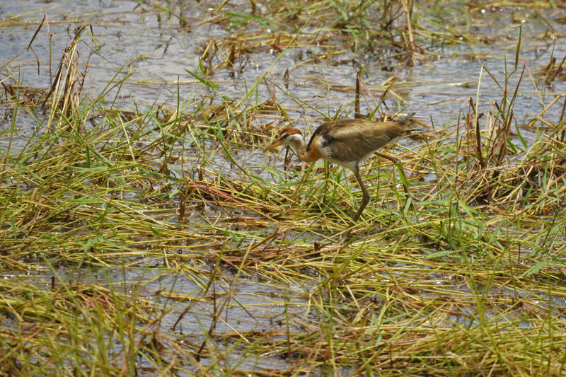 Bronze-winged Jacanajuvenile