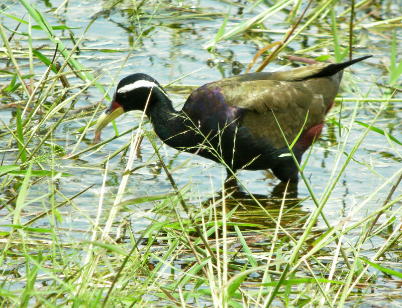 Bronze-winged Jacana