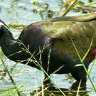 Jacana bronzé