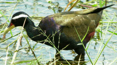 Jacana bronzé