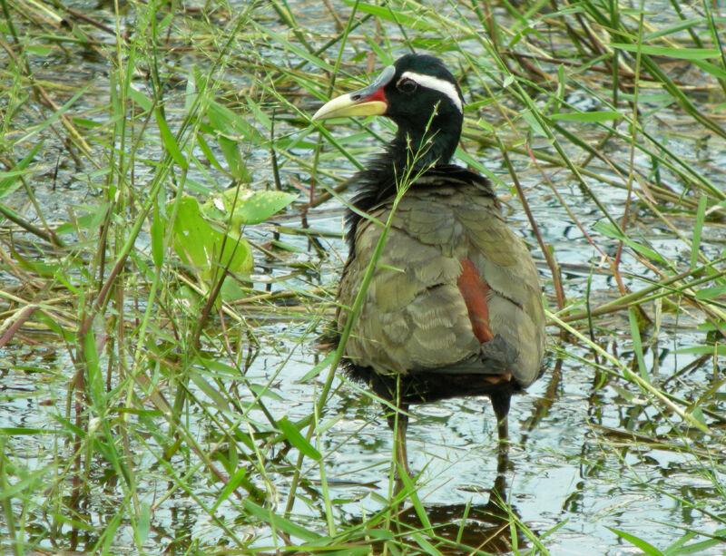 Bronze-winged Jacana