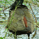 Jacana bronzé