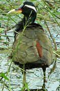 Bronze-winged Jacana