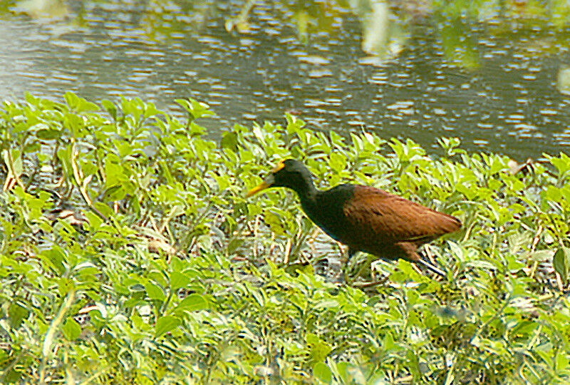 Northern Jacana