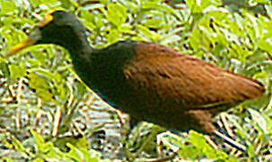 Jacana du Mexique