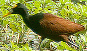 Northern Jacana