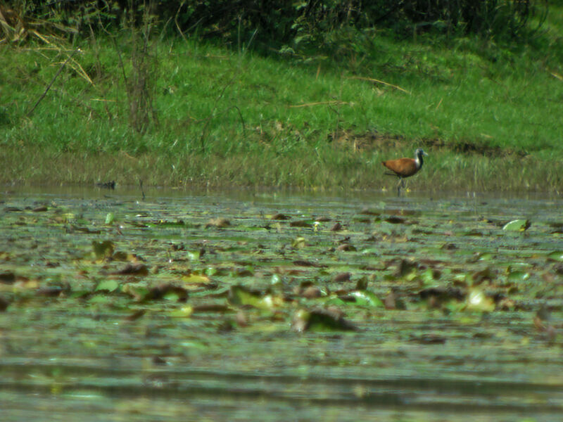 Madagascar Jacana