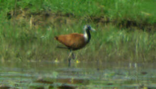 Madagascar Jacana