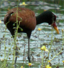 Jacana noir