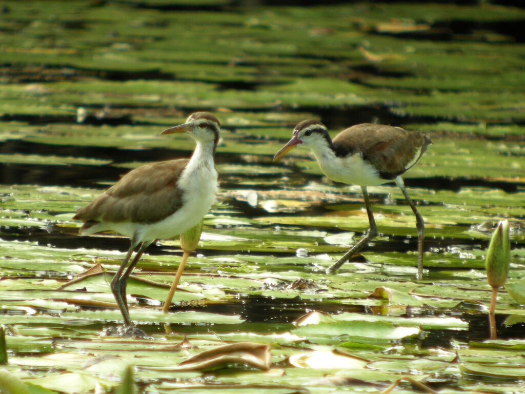 Wattled Jacana