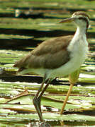 Wattled Jacana