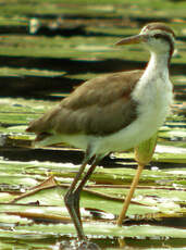 Jacana noir