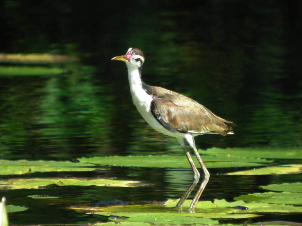 Jacana noirjuvénile