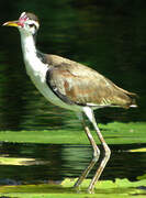 Wattled Jacana