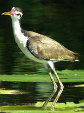 Jacana noir