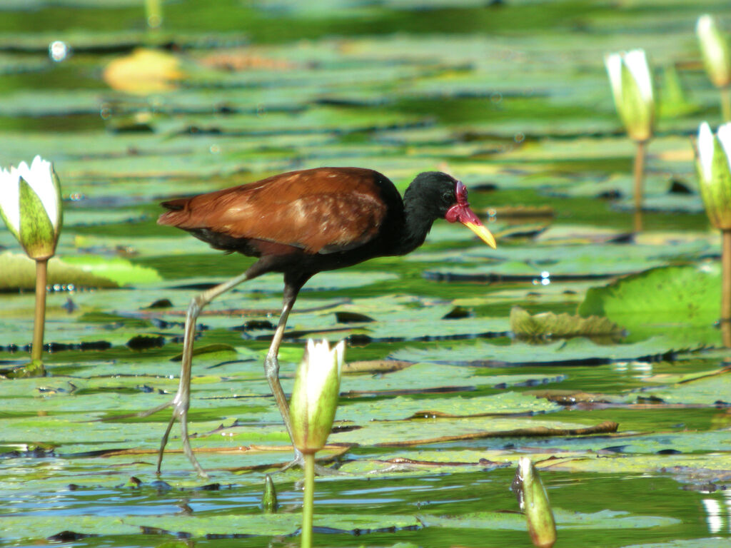 Wattled Jacana