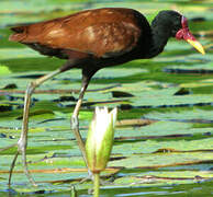 Wattled Jacana