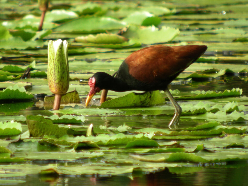 Wattled Jacana