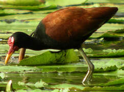 Wattled Jacana