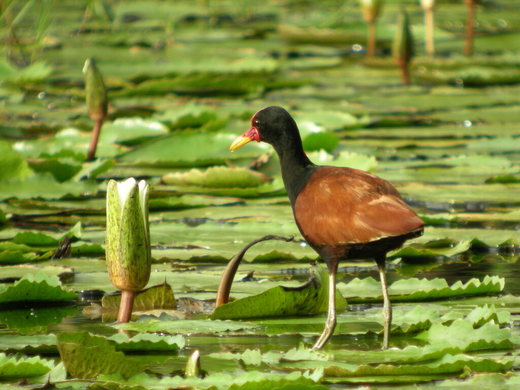 Wattled Jacana