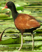 Wattled Jacana