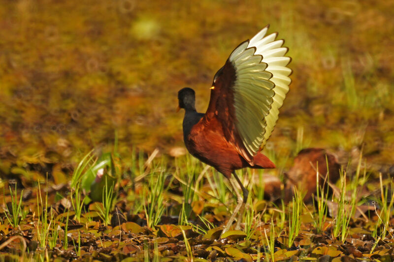 Wattled Jacana