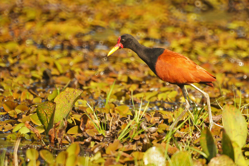 Wattled Jacana