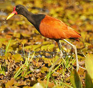 Wattled Jacana