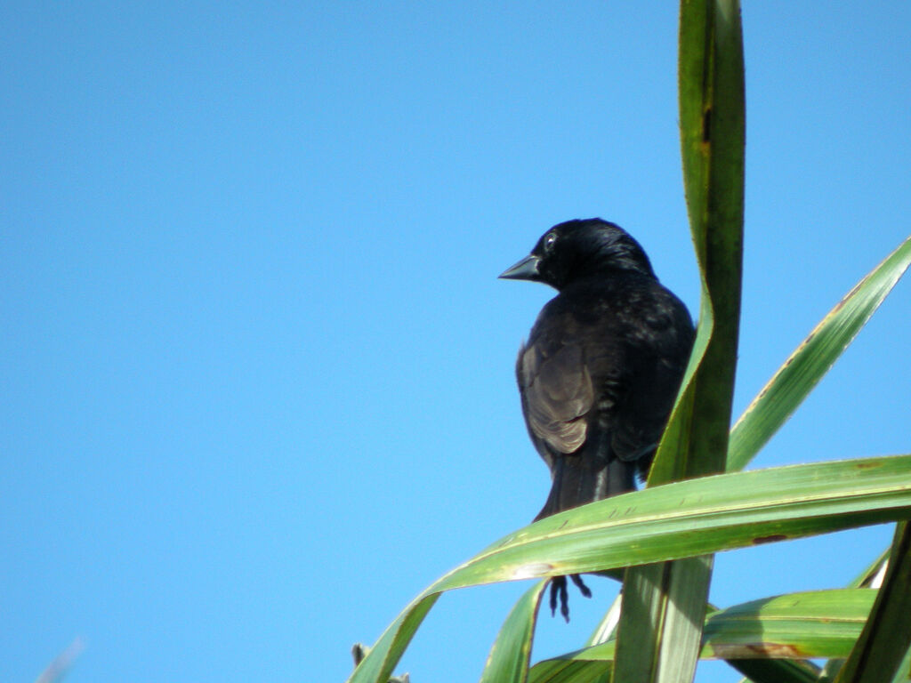 Blue-black Grassquit