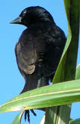 Blue-black Grassquit