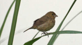 Blue-black Grassquit